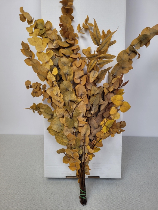 <h4>GESTABILISEERD EUC STUARTIANA GEEL</h4>