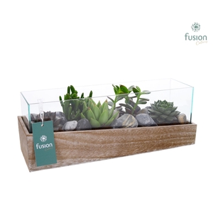 Aquarium Medium met Succulenten