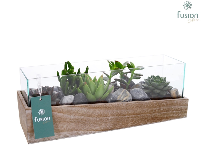 Aquarium Medium met Succulenten