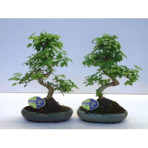 Ligustrum sinensis, 24cm., shape, without drip tray
