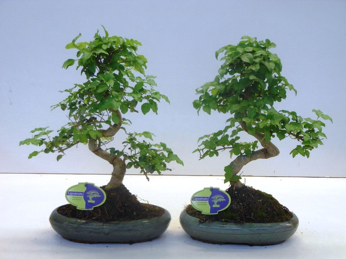 <h4>Ligustrum sinensis, 24cm., shape, without drip tray</h4>