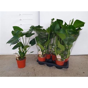 Monstera Deliciosa 17cm