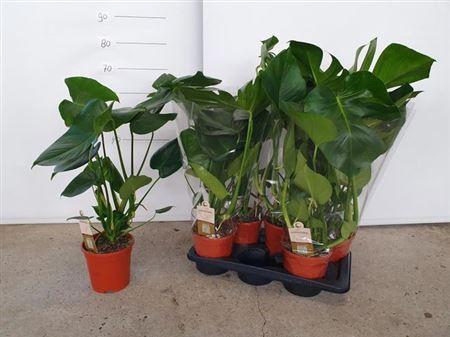 <h4>Monstera Deliciosa 17cm</h4>