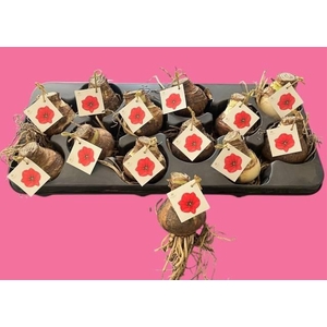 BLOEMBOL HIPPEASTRUM