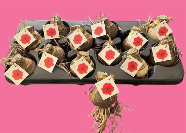 <h4>BLOEMBOL HIPPEASTRUM</h4>