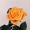 Rosa large marie-claire!