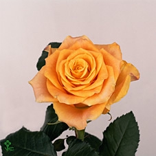 Rosa large marie-claire!