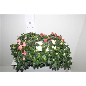 Rhodo Si Gem