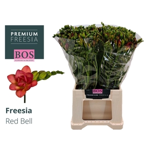 Freesia du Red Bell
