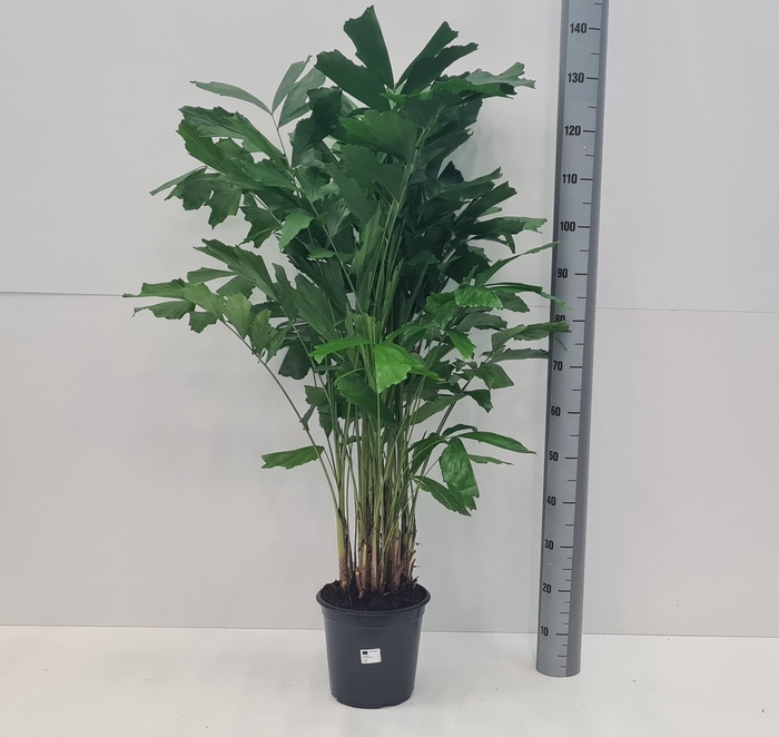 <h4>CARYOTA MITIS</h4>