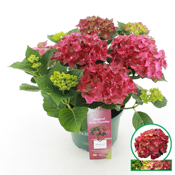 <h4>Hydrangea macr. Magical® 'Ruby Tuesday'® C5 (23cm.) Kn.</h4>