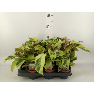 Calathea  'Fusion Yellow'