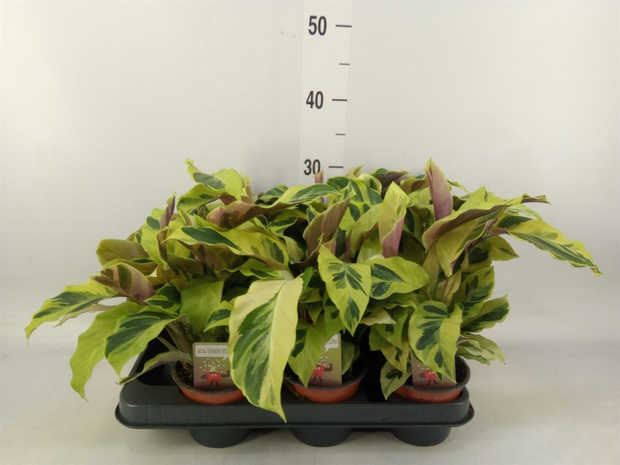 <h4>Calathea  'Fusion Yellow'</h4>