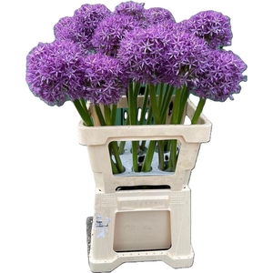 Allium Globemaster