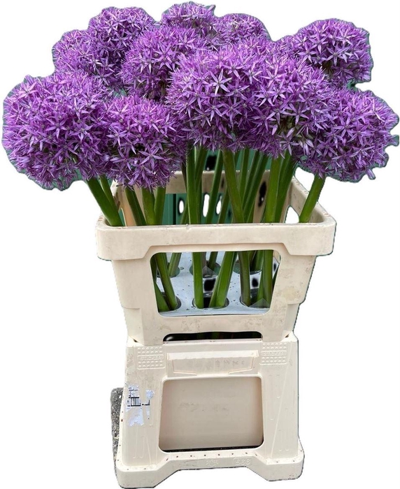 <h4>Allium Globemaster</h4>