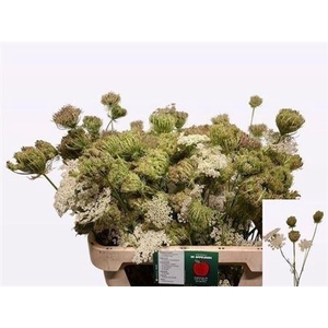 Daucus Carota Dara