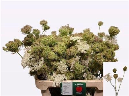<h4>Daucus Carota Dara</h4>