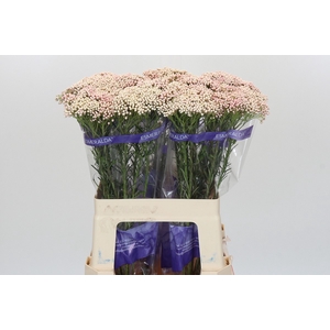 Ozothamnus Cooks Pink