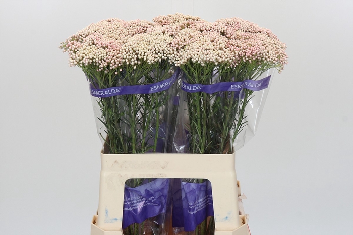 Ozothamnus Cooks Pink