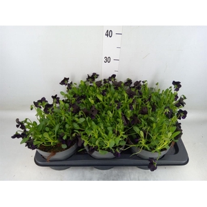 Viola corn. 'Molly Sanderson'