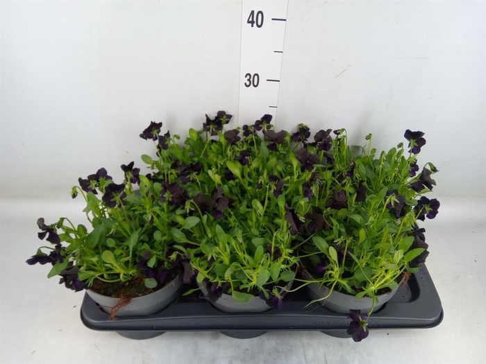 <h4>Viola corn. 'Molly Sanderson'</h4>