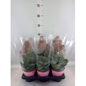 Kalanchoe  'WildFlow Surp Canyon'