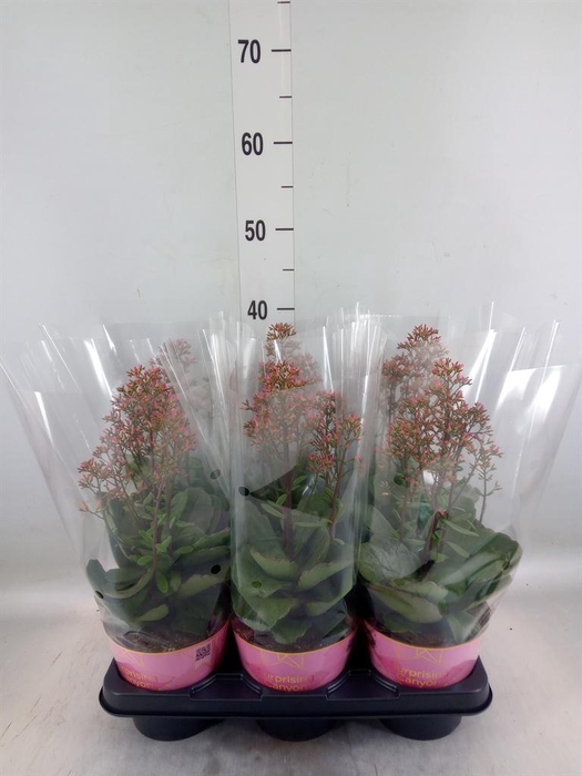 <h4>Kalanchoe  'WildFlow Surp Canyon'</h4>