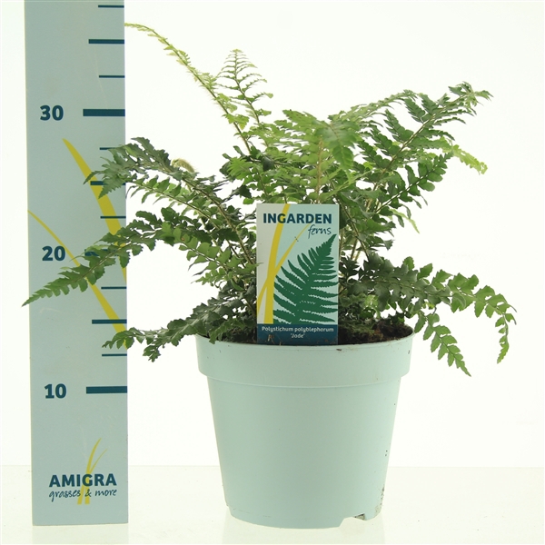 <h4>Polystichum polyblepharum 'Jade'</h4>