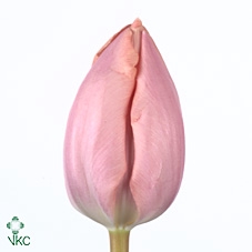 Tulipa si thijs boots