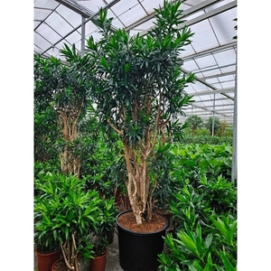 Dracaena reflexa