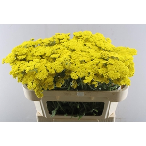 Achillea moonshine