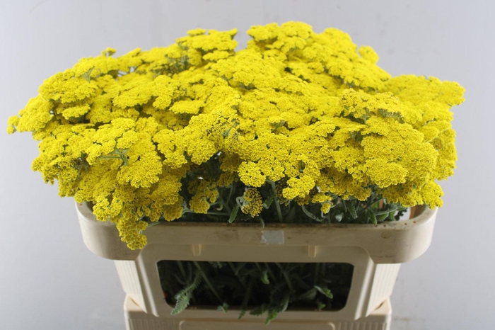 <h4>Achillea moonshine</h4>