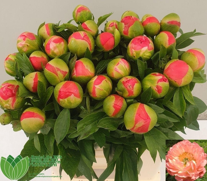 <h4>PAEO CORAL SUNSET</h4>