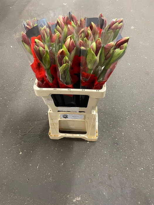 <h4>HIPP GA FERRARI x30</h4>