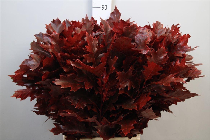 <h4>Querc Rub Ov Klb Red</h4>