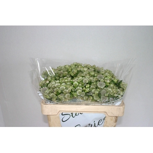 ASTRANTIA BILLION STARS ASTR BILLIO