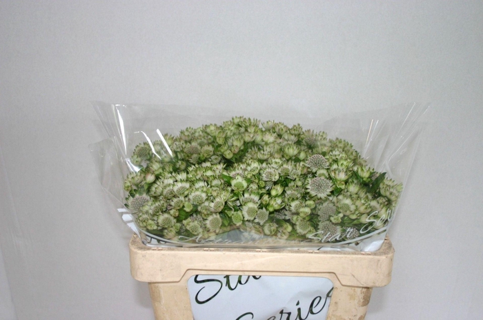 <h4>ASTRANTIA BILLION STARS ASTR BILLIO</h4>