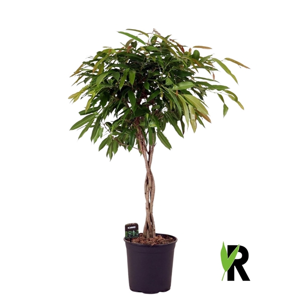 <h4>Ficus binnendijkii Amstel King gevlochten stam</h4>