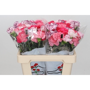 Dianthus St Rainbow Mix Pink*