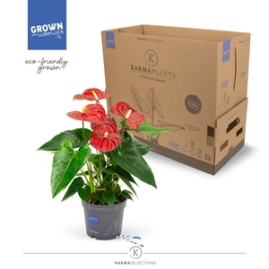 Anthurium - KARMA Red | 12cm