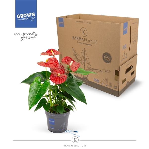 <h4>Anthurium - KARMA Red | 12cm</h4>