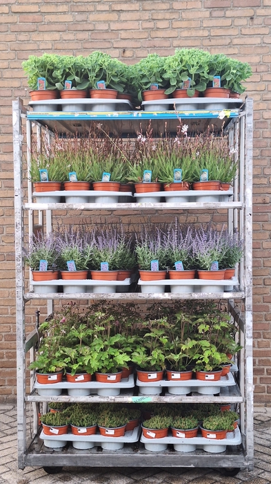 <h4>VASTE PLANT GEM 5 SO</h4>