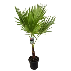 Washingtonia robusta