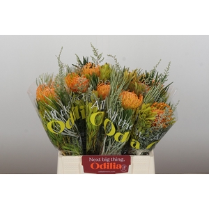 BQ Nutans Soleil SFB