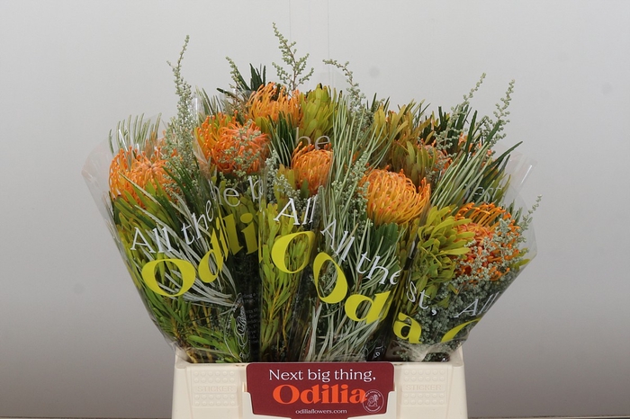 <h4>BQ Nutans Soleil SFB</h4>