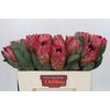 Protea Silvia