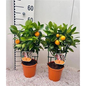 Citrus Calamondin Op Rek P15