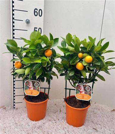 <h4>Citrus Calamondin Op Rek P15</h4>