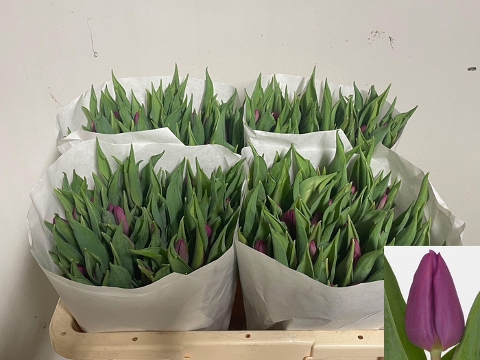 <h4>TU EN PURPLE PRINCE</h4>