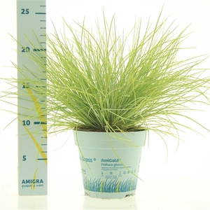 Festuca glauca AmiGold®